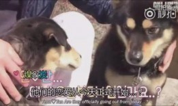 人狗恋视频在线观看,一场跨越物种的浪漫邂逅